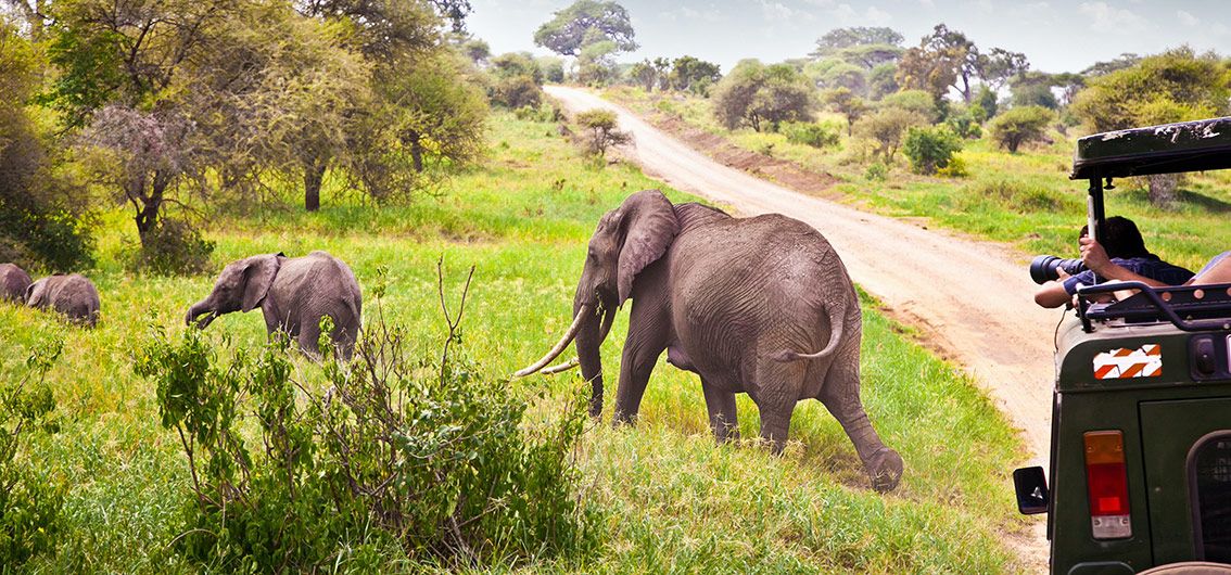 Safari Abenteuer (2026)