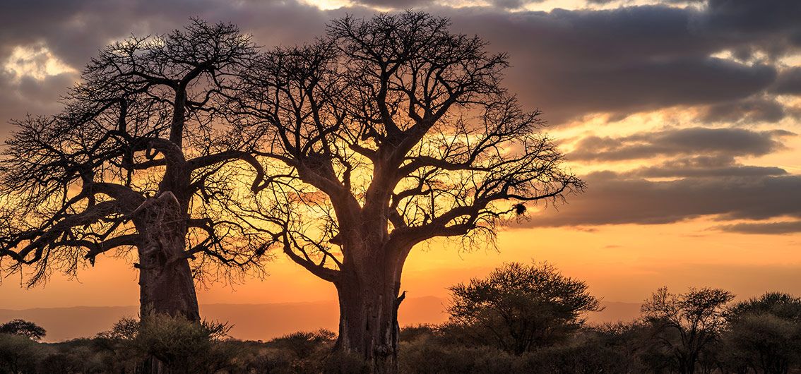 Afrika-Sonnenuntergang-Baobab-Bäume