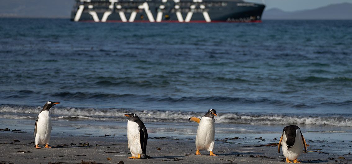 Eselpinguine