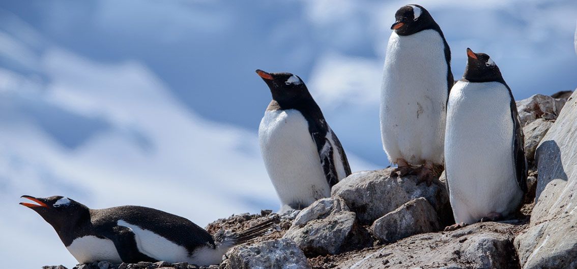 Eselspinguine