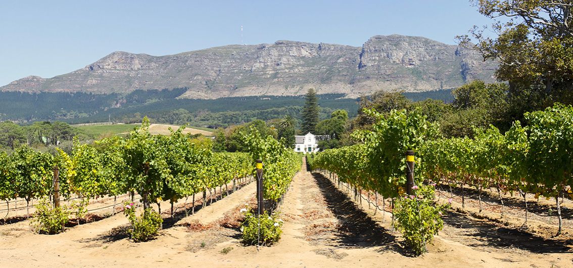 Südafrika - Weingut in der Nähe von Kapstadt