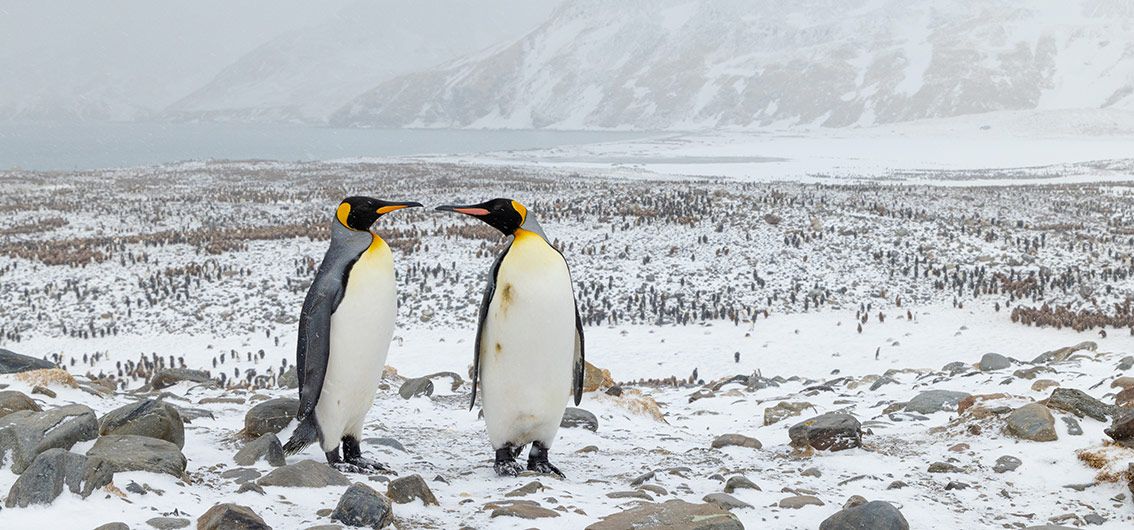 Königspinguine