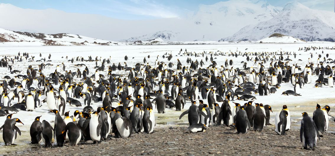 Königspinguinkolonie South Georgia